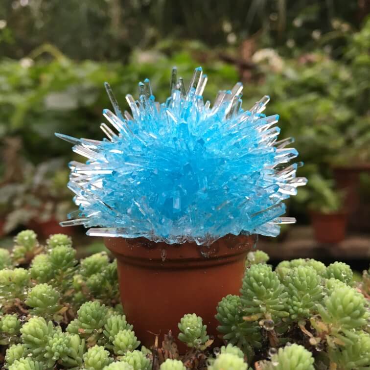 Magic Cactus Crystal-Science-Caliber-Blue-Unicorn Enterprise Corps.