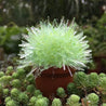 Magic Cactus Crystal - Science - Caliber - Green -Unicorn Enterprise Corps.